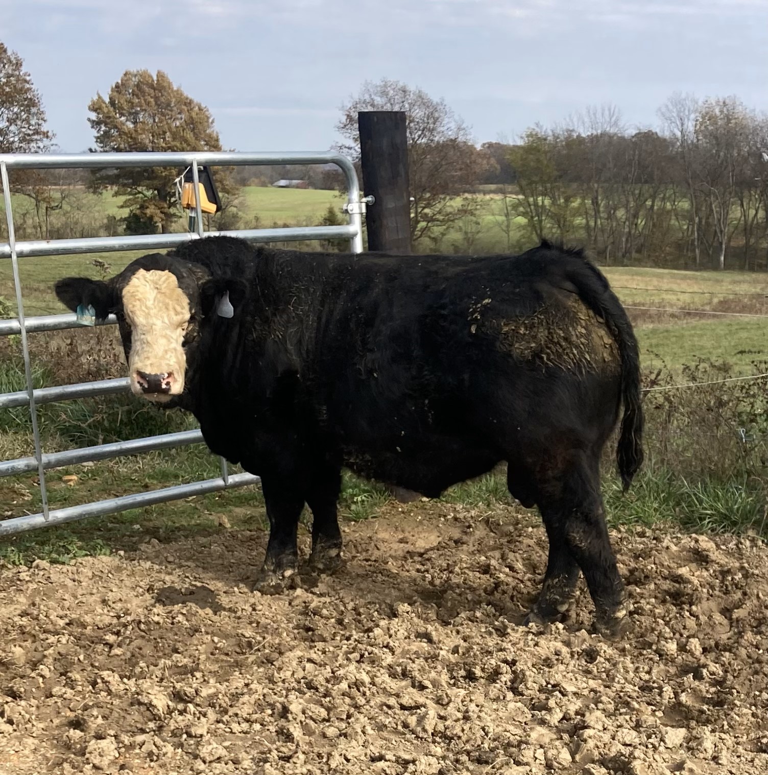 Fall 2024 Yearling Simmental Bulls Ready to Work